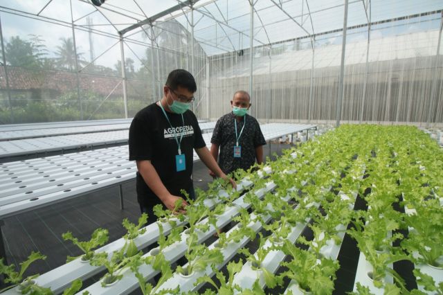 UJI KOMPETENSI MANDIRI 2021 SKEMA BUDIDAYA TANAMAN HIDROPONIK TUK AGROPEDIA NUSANTARA